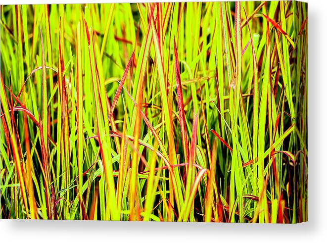 Grass Canvas Print featuring the photograph Red Green and Yellow Grass by Reynaldo Williams