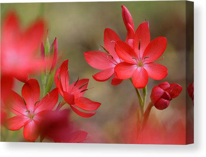 Anther Canvas Print featuring the photograph Red Hot Lilies by Eggers Photography