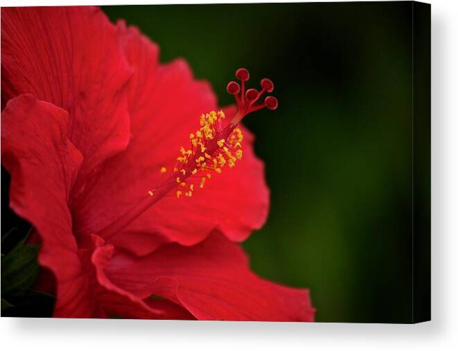 Hibiscus Canvas Print featuring the photograph Red Hot by Penny Meyers