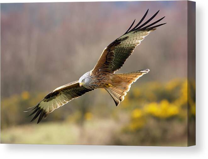 Accipitridae Canvas Print featuring the photograph Red Kite flying over meadow by Grant Glendinning