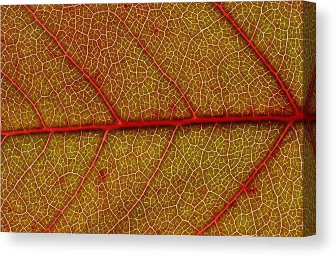 Red Canvas Print featuring the photograph Red Leaf Macro by Frank Tschakert