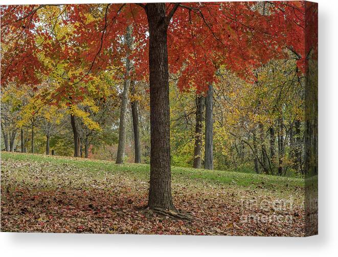 Red Maple Canvas Print featuring the photograph Red Maple and Yellow Trees by Tamara Becker