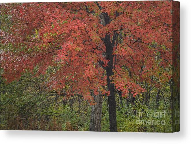 Red Maple Tree Canvas Print featuring the photograph Red Maple Tree by Tamara Becker