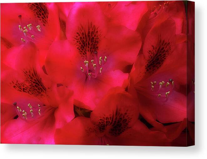 Flowers Canvas Print featuring the photograph Red Petals by Mike Eingle