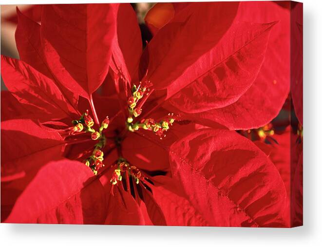 Red Poinsettia Close-up Canvas Print featuring the photograph Red Poinsettia Macro by Sally Weigand