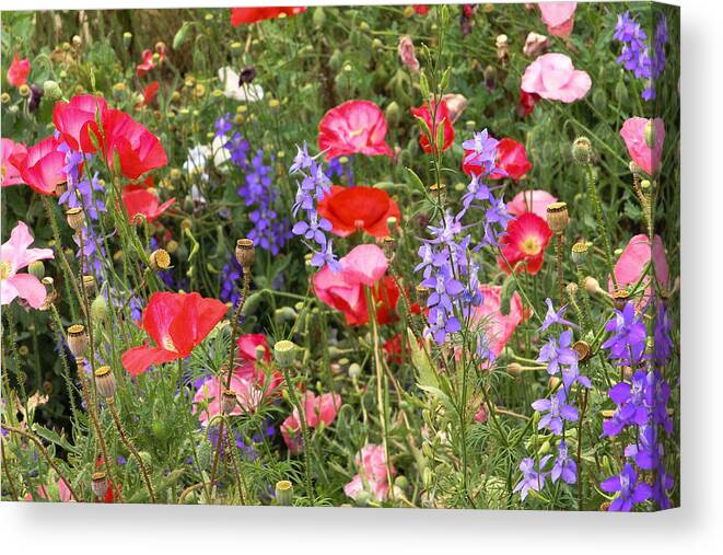 Red Poppies Canvas Print featuring the photograph Red Poppies And Other Wildflowers by Dina Calvarese