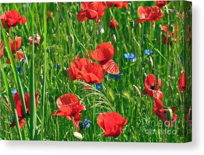 Red Poppies Canvas Print featuring the photograph Red Poppies by Silva Wischeropp
