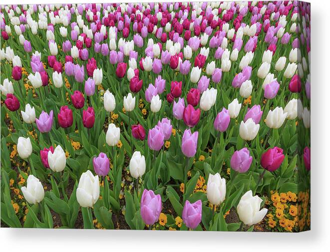 Tulip Canvas Print featuring the photograph Red purple and white tulips by Tim Abeln