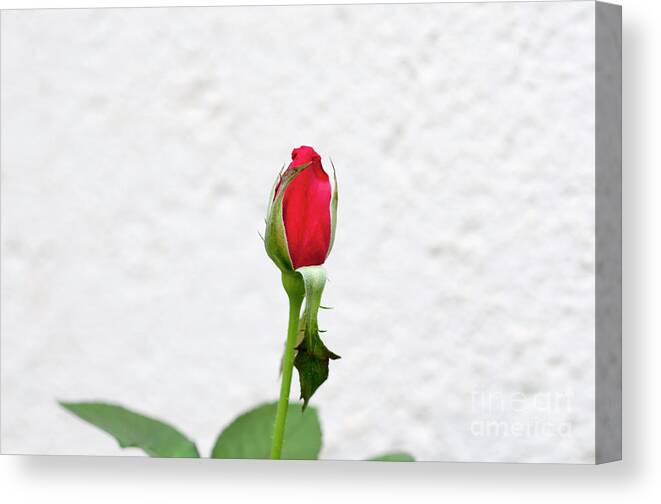 Flower Canvas Print featuring the photograph Red rose in a garden by Ilan Rosen