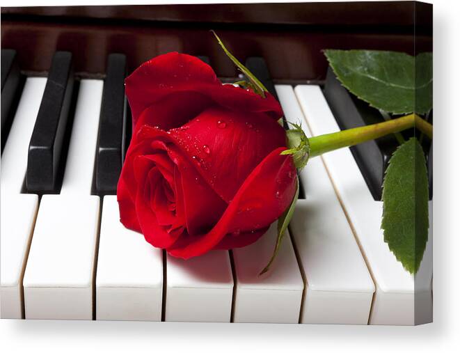 Red Rose Roses Canvas Print featuring the photograph Red rose on piano keys by Garry Gay