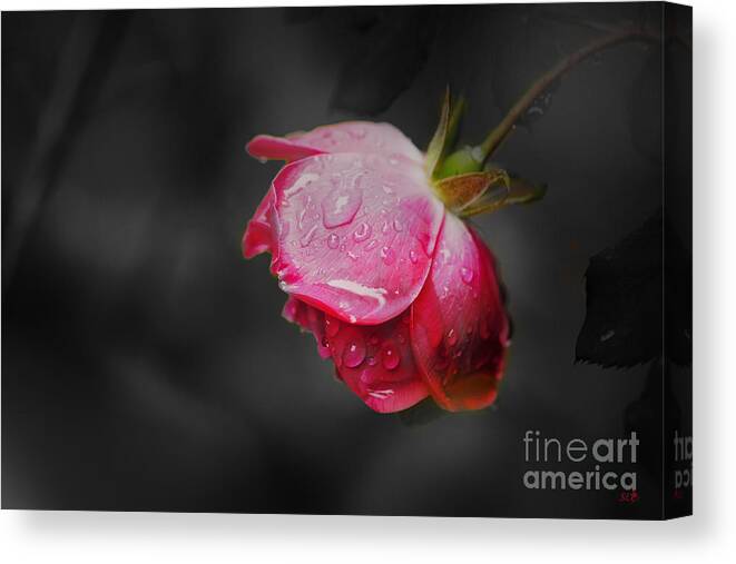 Single Rose Canvas Print featuring the photograph Red Rose by Sandra Clark