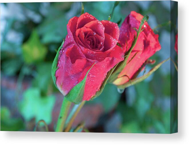 Flowers Canvas Print featuring the photograph Red Roses by James Woody