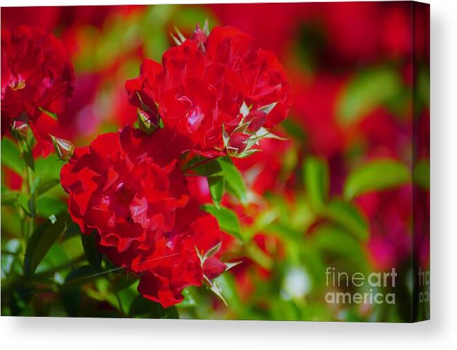 Red Canvas Print featuring the photograph Red Roses by Merle Grenz
