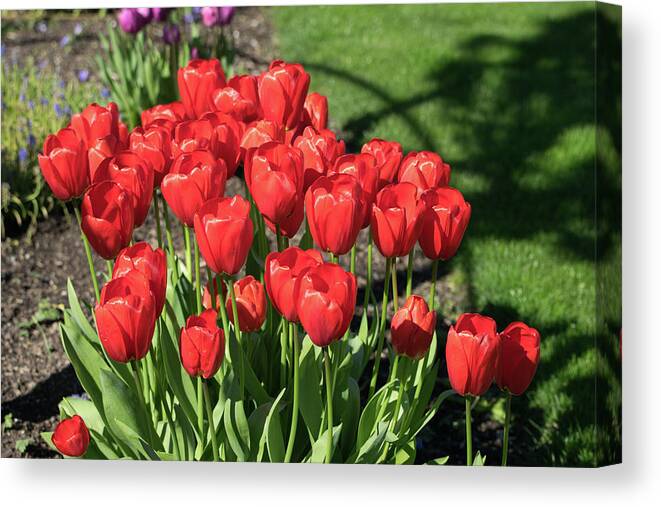 Red; Tulips; Springtime; Flowers; Bouquet; Skagit County; Spring; Farm; Fertile; Crops; Agriculture; Mt Vernon; Farmland; Plant; Grow; Cultivate; Harvest; Rural; Beauty; Washington; Skagit County Canvas Print featuring the photograph Red Royalty by Tom Cochran