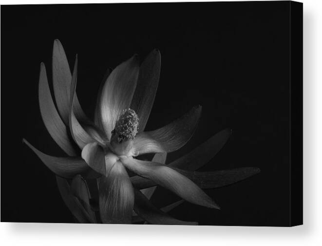 Flower Canvas Print featuring the photograph Red Safari Sunset Proteaflora #5 by Catherine Lau