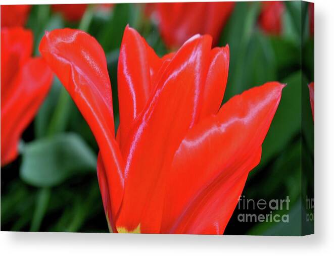 Flowers Canvas Print featuring the photograph Red Satin by Sheila Ping