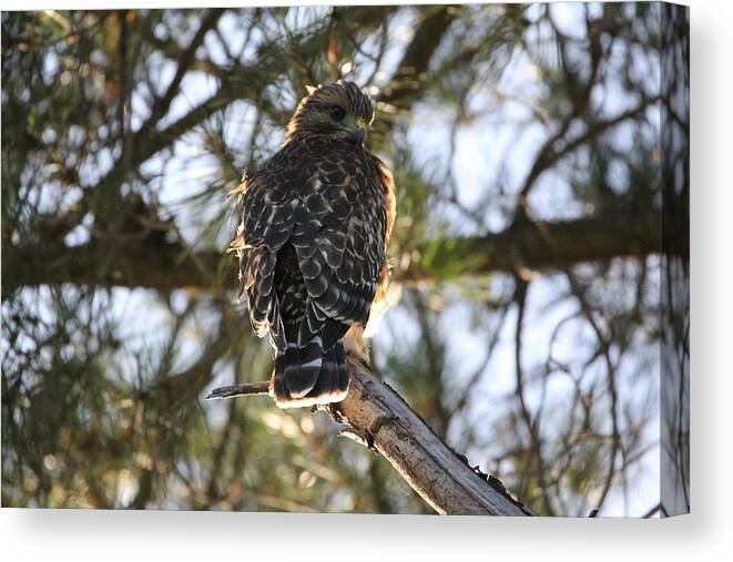Hawk Canvas Print featuring the photograph Red Shouldered Hawk Fledgling by Liz Vernand