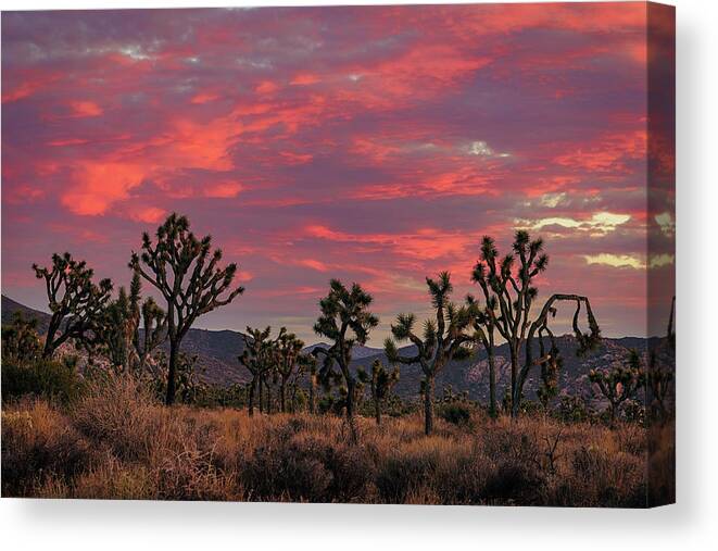 California Canvas Print featuring the photograph Red Sky Over Joshua Tree by John Hight