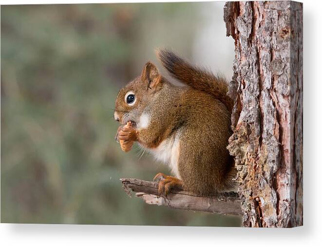 Animals Canvas Print featuring the photograph Red Squirrel by Celine Pollard