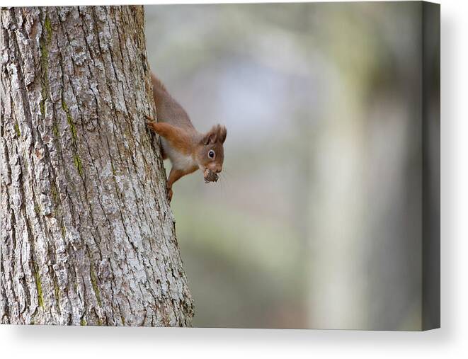 Red Canvas Print featuring the photograph Red Squirrel Climbing Down A Tree by Pete Walkden