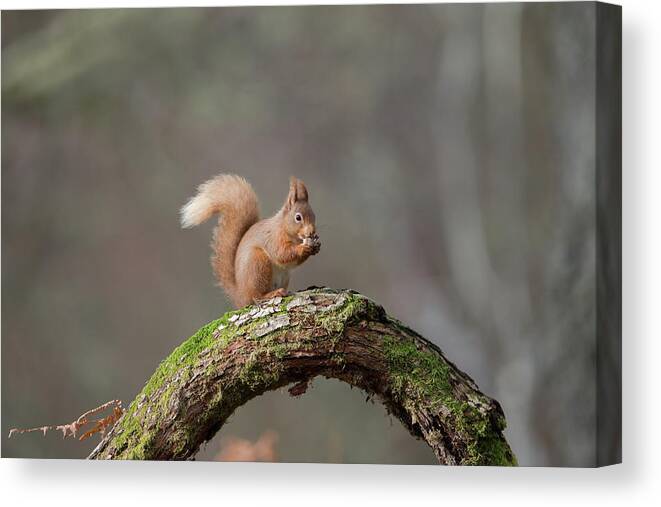 Red Canvas Print featuring the photograph Red Squirrel Eating A Hazelnut by Pete Walkden