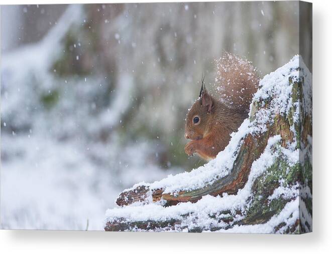 Red Canvas Print featuring the photograph Red Squirrel On Snowy Stump by Pete Walkden