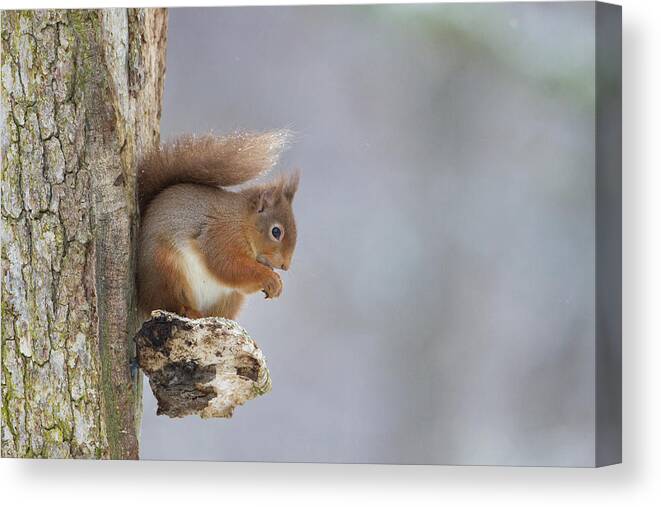 Red Canvas Print featuring the photograph Red Squirrel On Tree Fungus by Pete Walkden