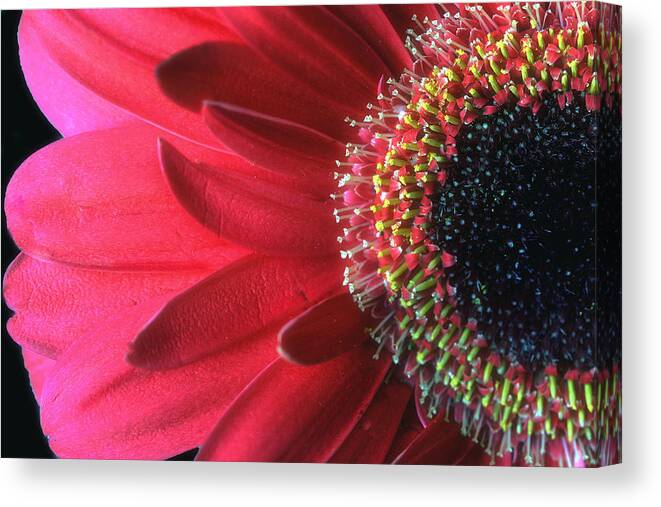 Red Canvas Print featuring the photograph Red Sun by Gina Cormier