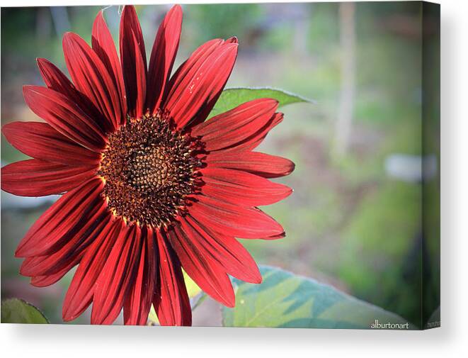 Red Canvas Print featuring the photograph Red Sunflower by April Burton
