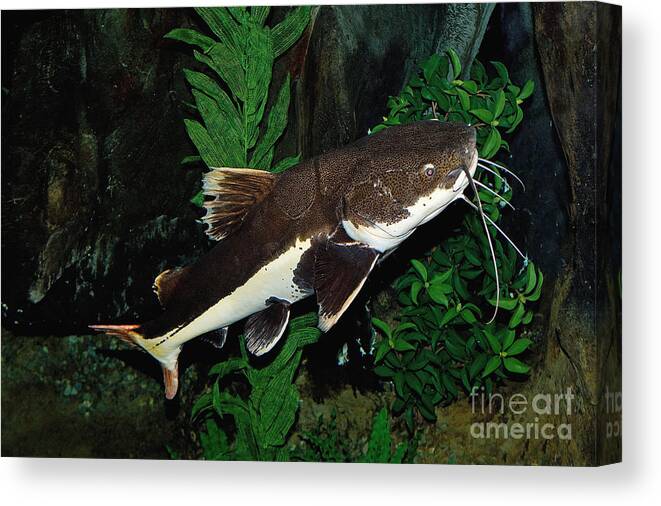 Adult Canvas Print featuring the photograph Red-tail Catfish by Gerard Lacz