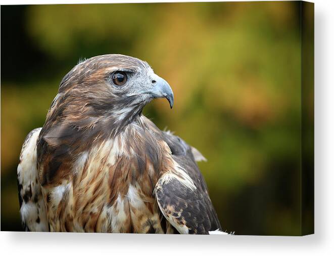 Red Tail Hawk Canvas Print featuring the photograph Red Tail Hawk by Michael Hubley