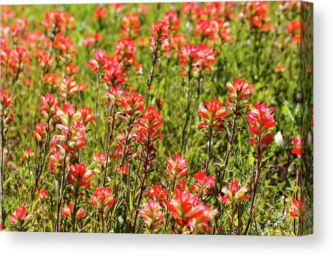 Austin Canvas Print featuring the photograph Red Texas Wildflowers by Raul Rodriguez