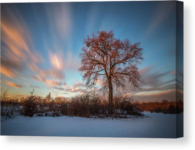 Landscape Canvas Print featuring the photograph Red tree by Davorin Mance