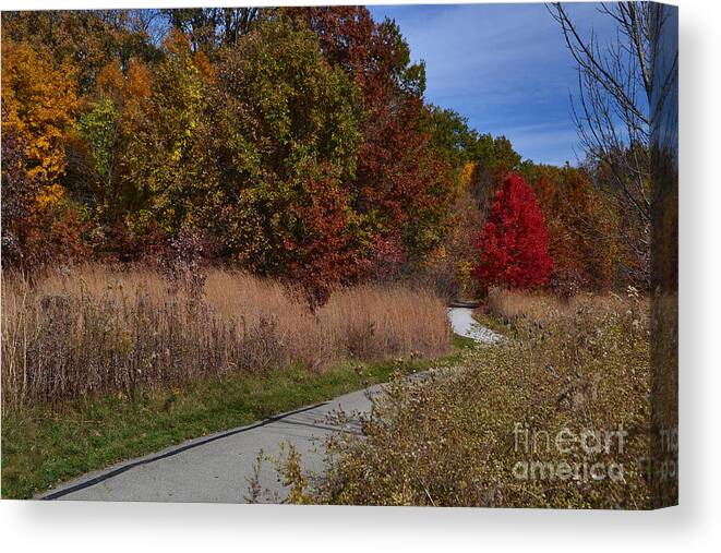 West Park Canvas Print featuring the photograph Red Tree on Park Path by Amy Lucid
