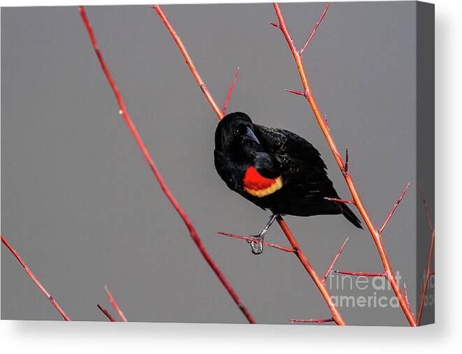 Red-winged Blackbird Canvas Print featuring the photograph Red Twigs by Jim Garrison