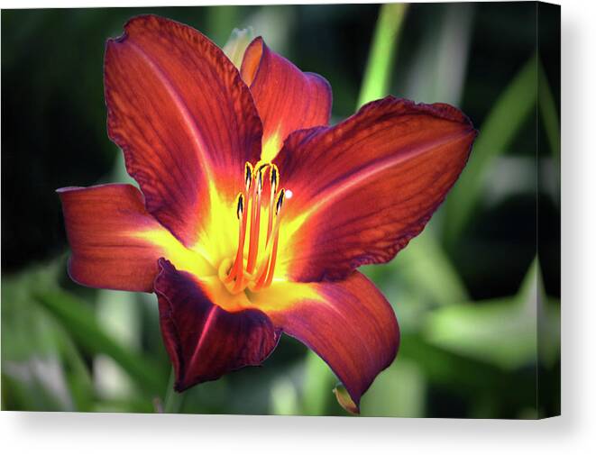 Lily Canvas Print featuring the photograph Red Volunteer. by Terence Davis