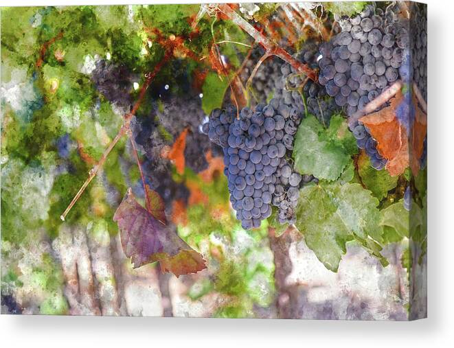 Red Wine Canvas Print featuring the photograph Red Wine Grapes on the Vine in Wine Country by Brandon Bourdages