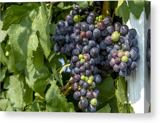 Colorado Vineyard Canvas Print featuring the photograph Red Wine Grapes on the Vine by Teri Virbickis