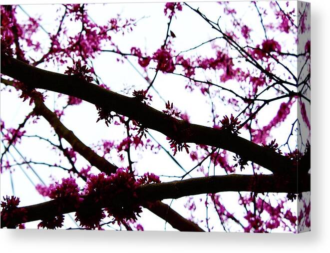 Photography Canvas Print featuring the photograph Redbud Blooming Branches by M E