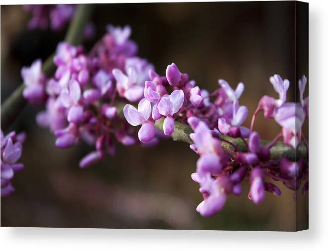 Flower Canvas Print featuring the photograph Redbuds in March by Jeff Severson