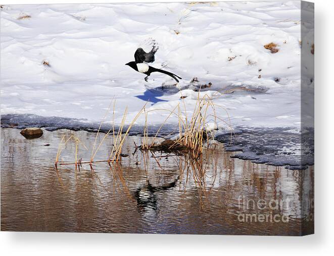 Magpie Canvas Print featuring the photograph Reflecting Magpie by Alyce Taylor