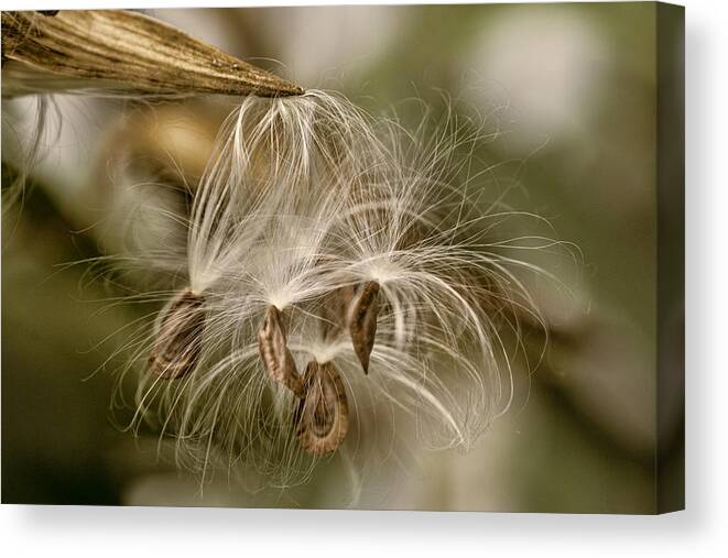 Pod Canvas Print featuring the photograph Released by Cathy Kovarik