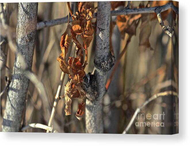 Fall Canvas Print featuring the photograph Remnants of Fall by Ann E Robson
