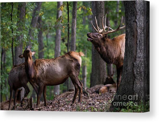 Elk Canvas Print featuring the photograph Responding to the call by Andrea Silies
