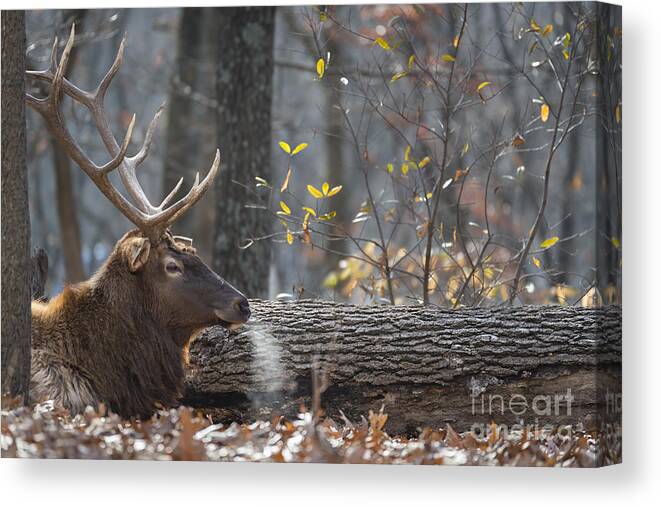 Elk Canvas Print featuring the photograph Resting by Andrea Silies