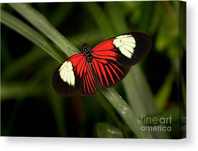 Butterfly Canvas Print featuring the photograph Resting Butterfly by Ana V Ramirez