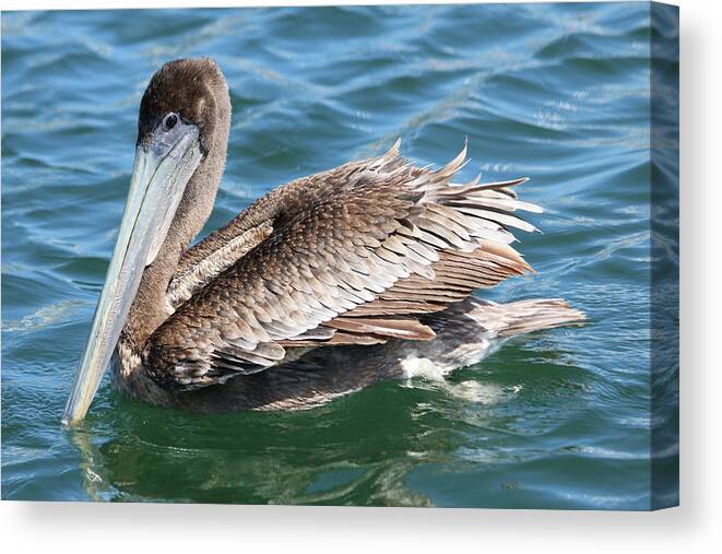 Pelican Canvas Print featuring the photograph Resting by DiDesigns Graphics