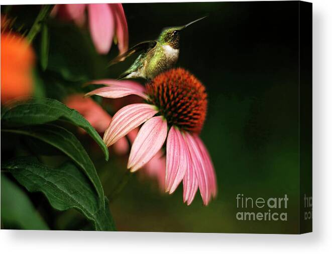 Resting Hummingbird Canvas Print featuring the photograph Resting Hummingbird by Darren Fisher