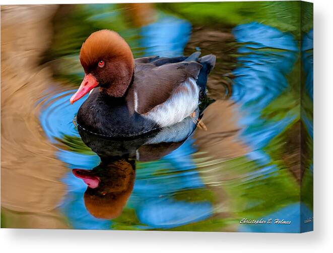 Bird Canvas Print featuring the photograph Resting In Pool Of Colors by Christopher Holmes