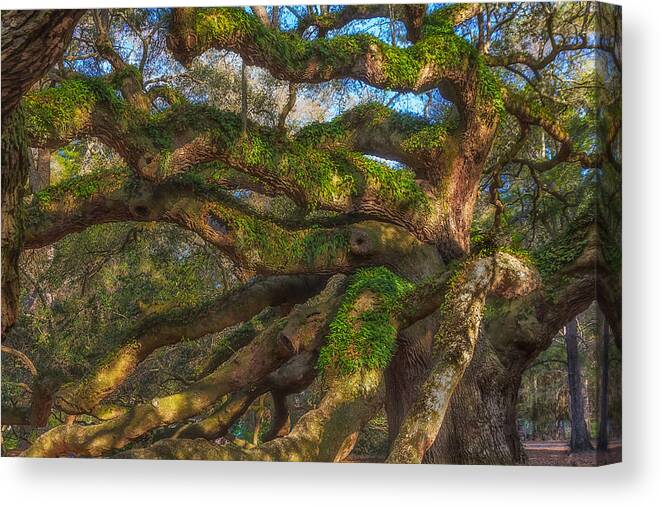Tree Canvas Print featuring the photograph Resurrection Fern dons Angel Oak by Patricia Schaefer